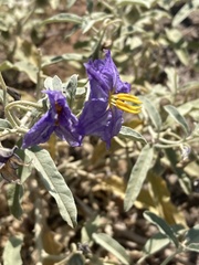 Solanum elaeagnifolium