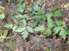 Toxicodendron radicans verrucosum