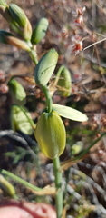 Albuca spiralis