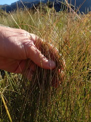 Chionochloa acicularis