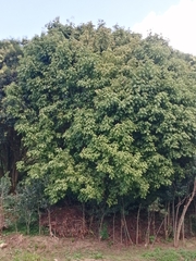 Acer negundo mexicanum