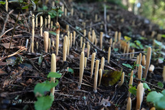 Clavariadelphus ligula