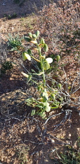 Albuca spiralis