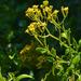 Creeping Groundsel - Photo (c) Adriaan Grobler, some rights reserved (CC BY-NC), uploaded by Adriaan Grobler