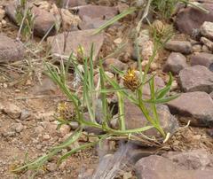 Ondetia linearis