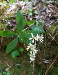 Doellingeria infirma