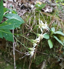 Doellingeria infirma