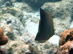 Chaetodon triangulum