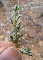 Aizoon schellenbergii