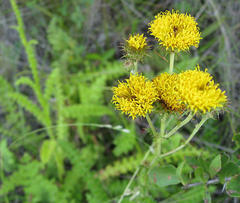 Berkheya carduoides