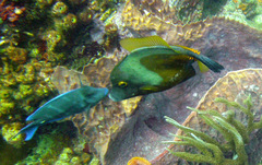 Cantherhines macrocerus