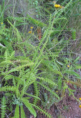 Berkheya carduoides