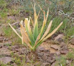 Pseudogaltonia clavata