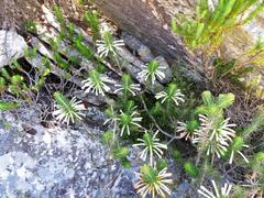 Erica thomae thomae