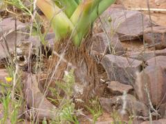 Pseudogaltonia clavata