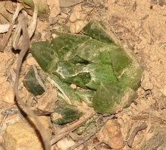Haworthia cooperi gordoniana