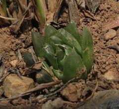 Haworthia cooperi gordoniana