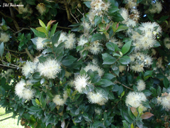 Myrceugenia planipes