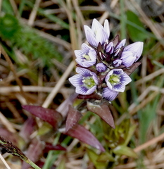 Gentianella corymbosa
