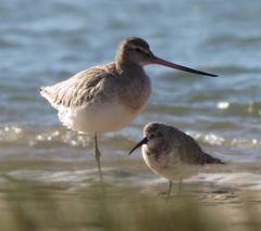 Limosa lapponica lapponica