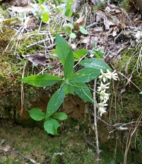 Doellingeria infirma