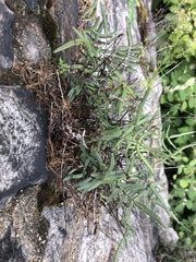 Pellaea atropurpurea