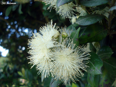 Myrceugenia planipes