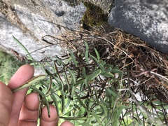 Pellaea atropurpurea