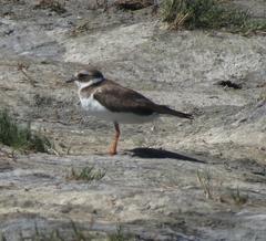 Charadrius hiaticula tundrae