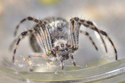 Aculepeira carbonaria