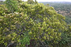Syzygium legatii