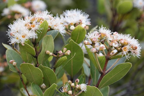 Syzygium legatii Burtt Davy & Greenway