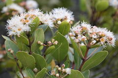 Syzygium legatii