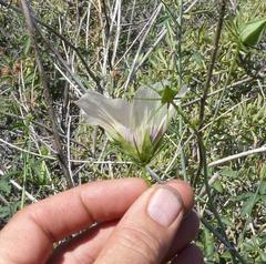 Hibiscus caesius caesius