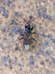 Eremocoris fenestratus