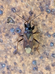 Eremocoris fenestratus
