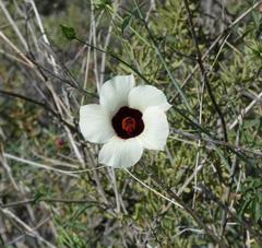 Hibiscus caesius caesius