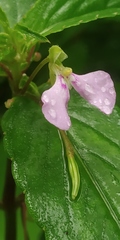 Impatiens minor