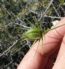 Hibiscus caesius caesius