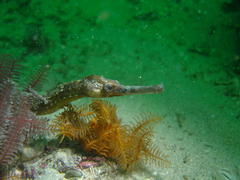 Syngnathus temminckii