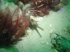 Syngnathus temminckii