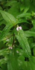 Impatiens minor