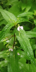 Impatiens minor