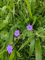 Geranium pyrenaicum