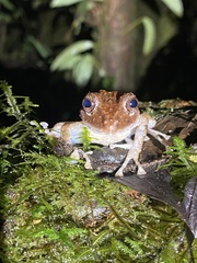 Pristimantis labiosus