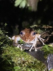 Pristimantis labiosus