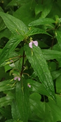 Impatiens minor