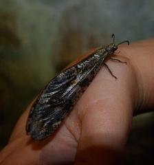 Palpares elegantulus