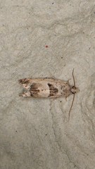 Epinotia ramella