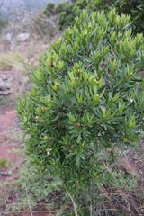 Callilepis caerulea